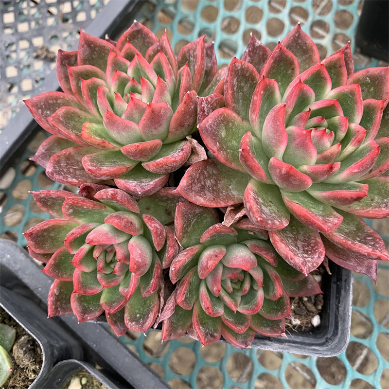 红玉冬云10厘米方盆满阳台防辐射