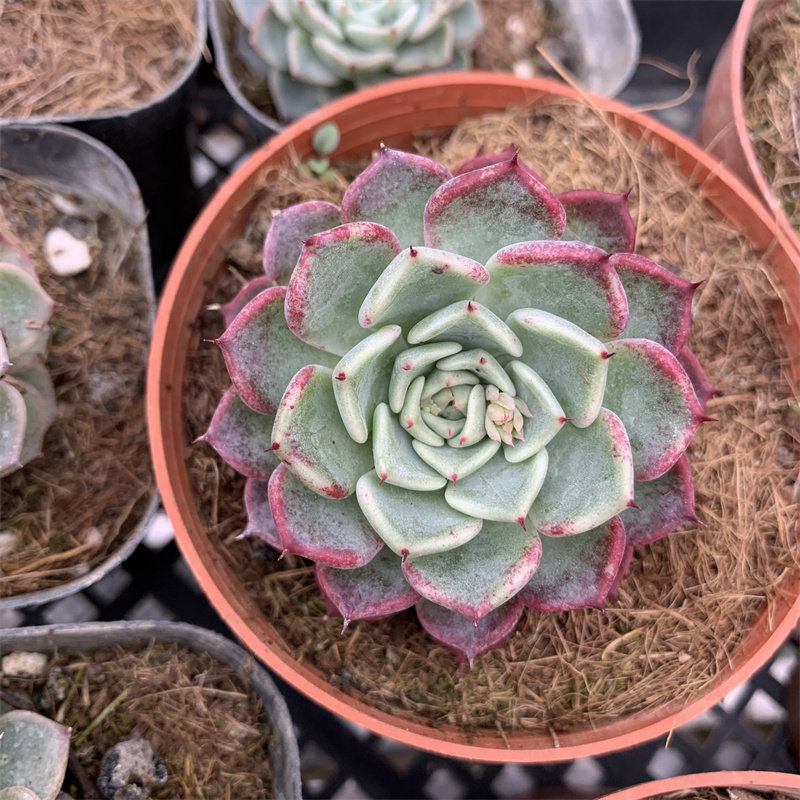 沙罗姬牡丹7厘米方盆去甲醛防辐射适合盆栽阳台全场满18包邮