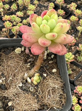 香格里拉参考7厘米方盆去甲醛