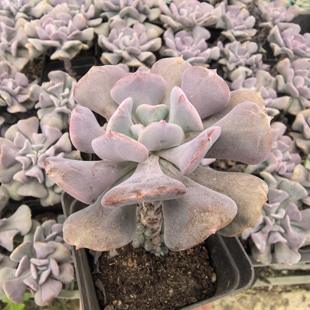 雪精灵单头带崽参考7厘米盆脱土发货