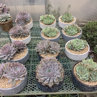 吉娃娃多肉防辐射去甲醛全场满18元 包邮