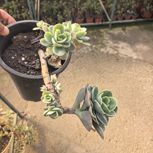 碧桃夏型品种参考7厘米盆