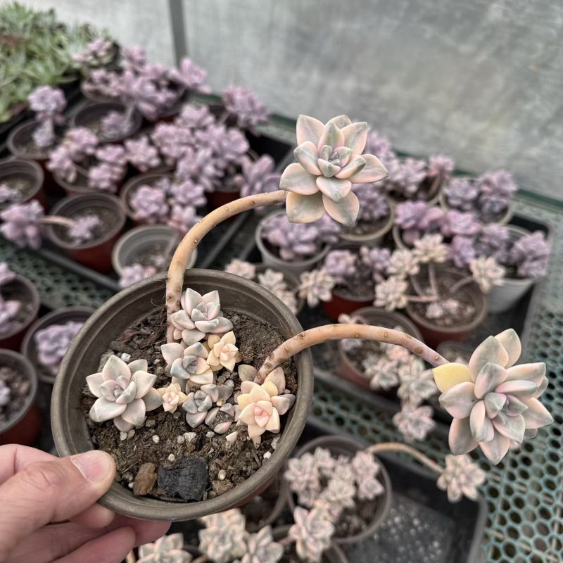 厘米窗台美杏锦美杏锦盆栽趣味