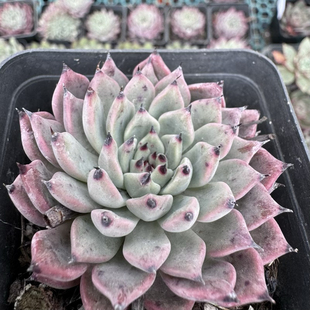 绿爪多肉去甲醛防辐射容易养活脱土发货全场满18 包邮