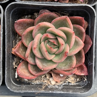 玉杯冬云7厘米方盆趣味多肉防辐射适合盆栽窗台全场满18包邮