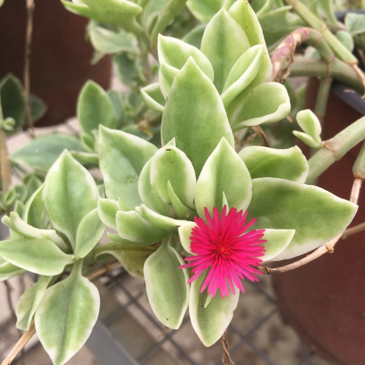 花蔓草锦开红色花吊篮垂吊植物