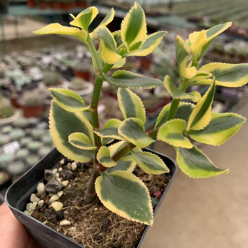 彩叶景天出锦多肉参考7厘米盆防辐射适合盆栽全场满18包邮