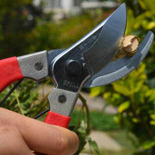 日本森川太郎修枝剪 园林剪刀工具修枝剪园艺剪果树剪手枝剪正品