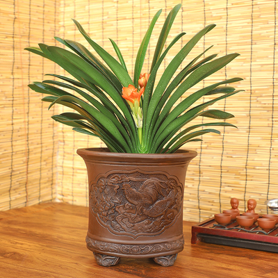 绿森君子兰开花盆栽客厅办公室高档绿植开业乔迁送礼兰花盆景好养