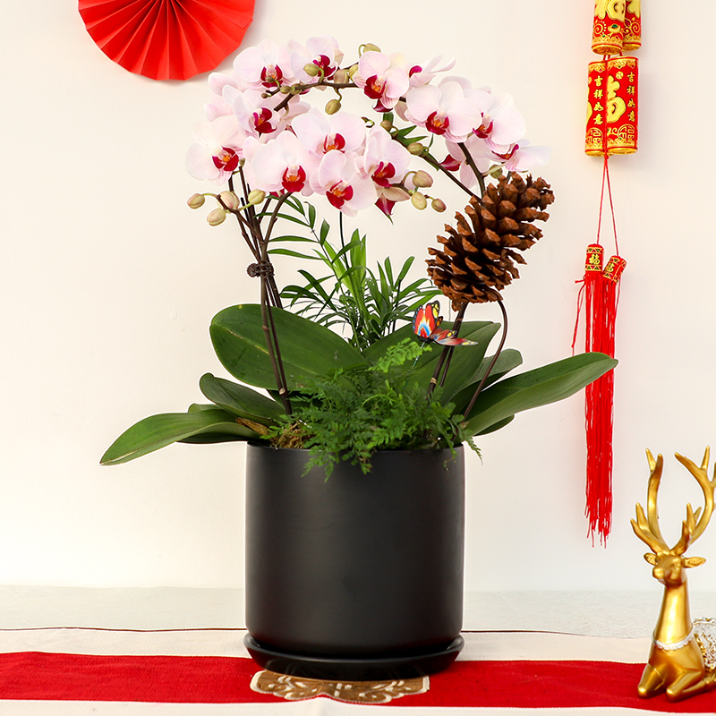 绿森蝴蝶兰开业乔迁送礼年宵花卉