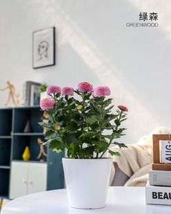 绿森乒乓菊盆栽重瓣球形菊花室内外阳台千头菊多色四季好养耐寒