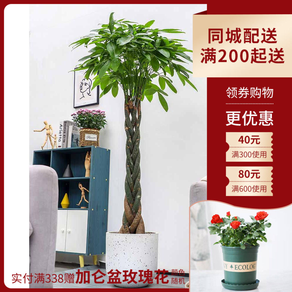 绿森五辫发财树盆栽客厅办公室单杆发财树大型绿植开业乔迁招财树