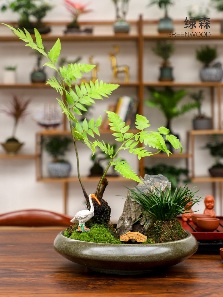 绿森苔藓盆栽水苔藓微景观盆景办公桌diy水培植物苔藓球创意摆件