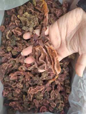 野生回春草广西泡酒料