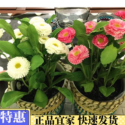 正品宜家代购ikea菲卡人造盆栽