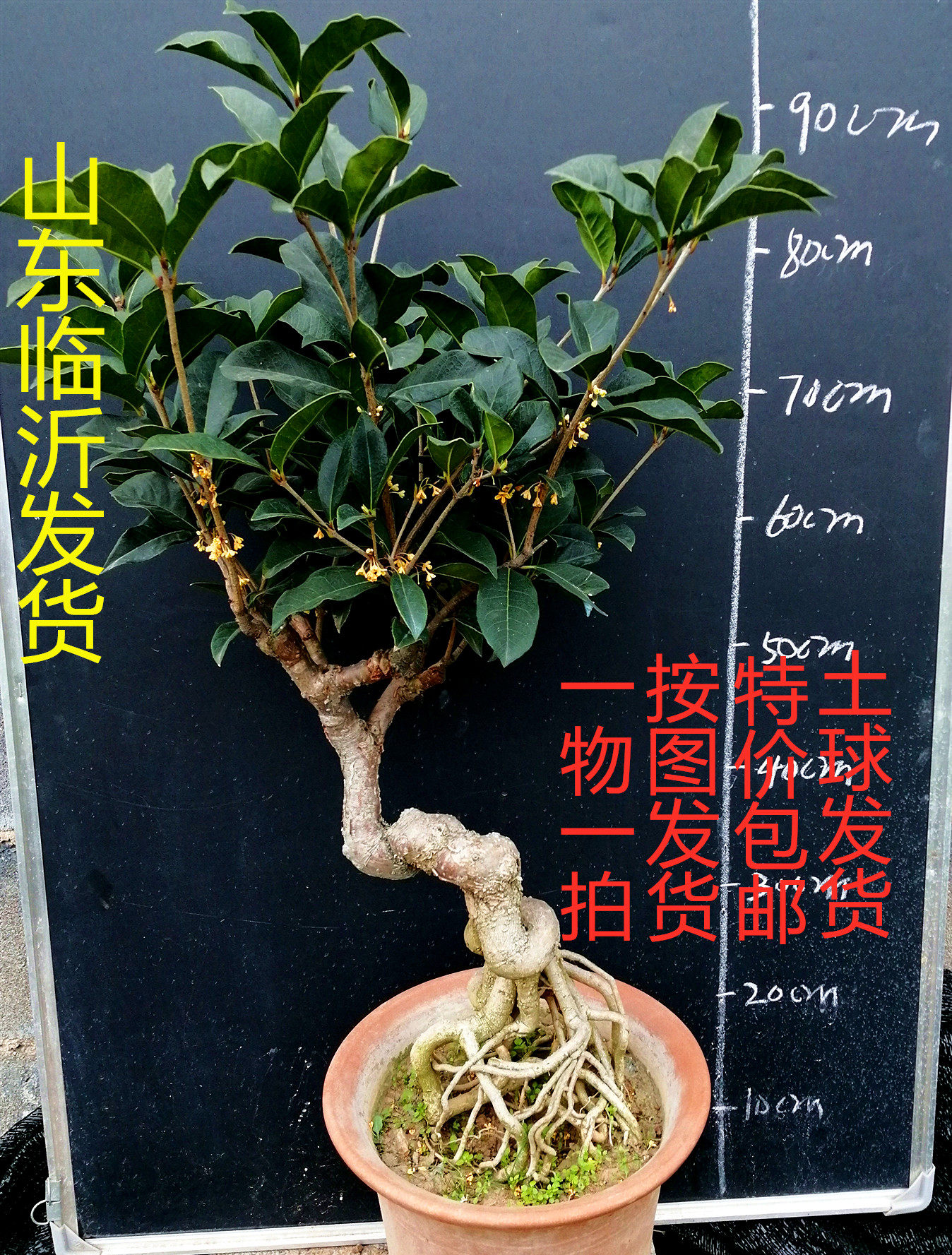 流苏嫁接提根桂花盆景盆栽金桂四季桂丹桂朱砂日香桂天香台阁桂花
