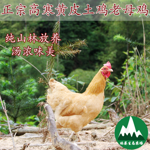 湖南林葵高寒黄皮土鸡散养丛林放养走地鸡草鸡月子鸡农家老母鸡