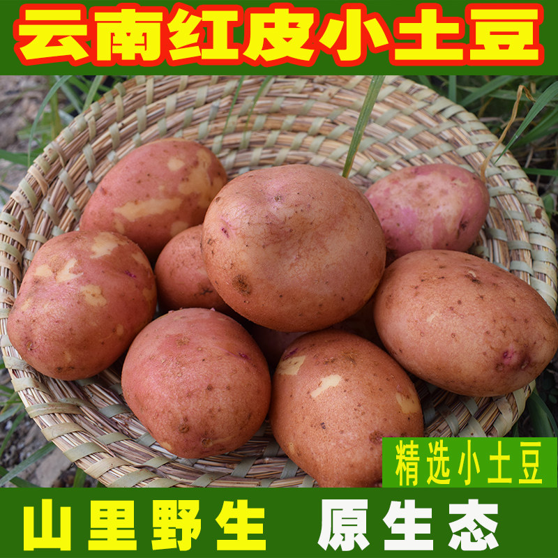 云南特产小土豆5斤新鲜农家自种2018迷你红皮黄心大洋芋马铃薯