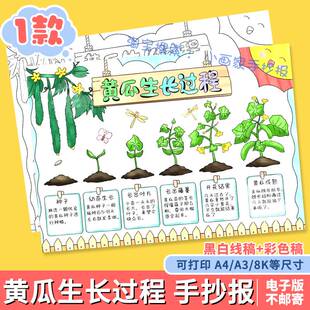 自然笔记手抄报黄瓜生长记小学生植物观察生长过程日记小报线稿a4