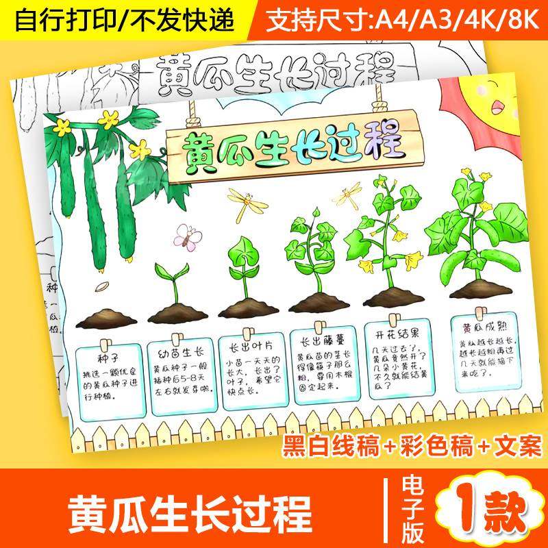 黄瓜生长过程成长记手抄报电子小学生植物蔬菜观察自然笔记线稿a4
