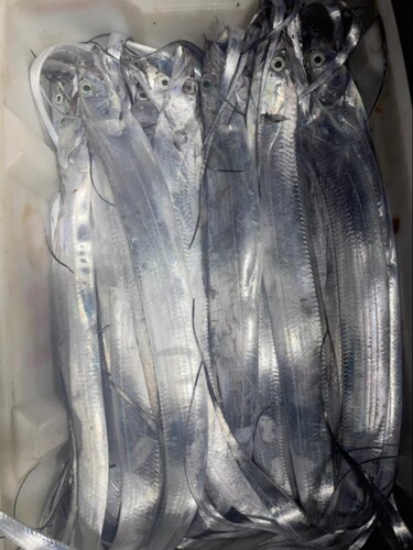 【顺丰发货】新鲜海捕带鱼  整条发货到手5斤