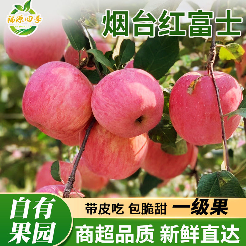 烟台红富士苹果新鲜水果山东特产苹果