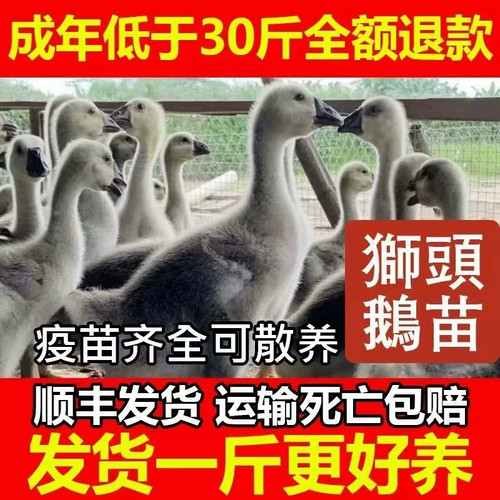 （5只装）正宗特大种狮头鹅看家鹅特大观赏鹅农家散养【宠物鸭】
