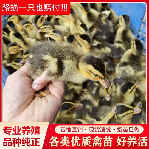 (10只装)麻鸭大种番鸭青头鸭水鸭旱鸭肉鸭土鸭【宠物鸭】3