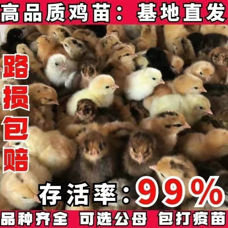 小鸡活物宠物小鸡活体家养观赏小黄鸡网红萌宠活体幼崽迷你鸡包活