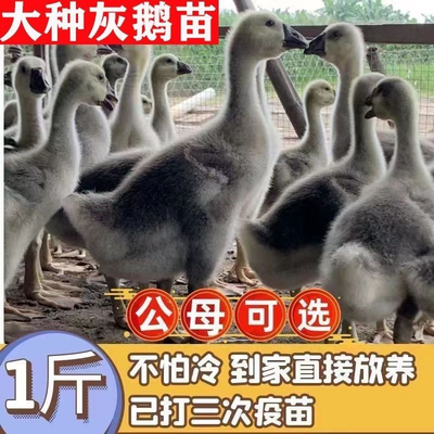 小鹅活苗大种灰鹅苗活体正宗灰雁朗德黑棕马岗阳江一斤脱温宠物鹅