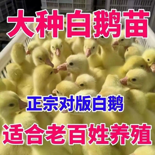 小鹅活苗大种白鹅苗活体正宗三花皖西浙东四季产蛋百子母鹅宠物鹅
