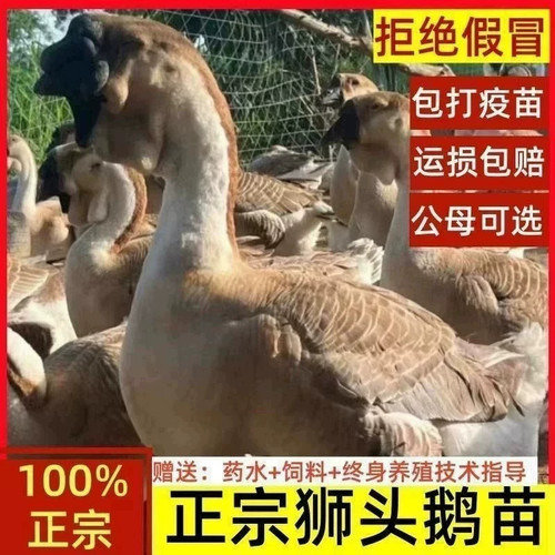 （5只装）正宗特大种狮头鹅看家鹅特大观赏鹅农家散养【宠物鸭】1