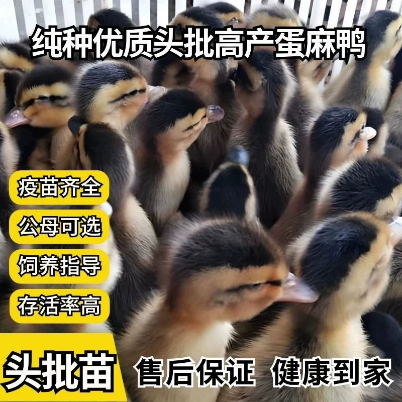 (20只装)麻鸭大种番鸭青头鸭水鸭旱鸭肉鸭土鸭【宠物鸭】