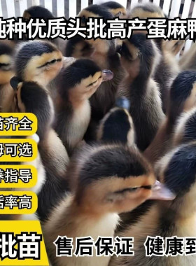 (20只装)麻鸭大种番鸭青头鸭水鸭旱鸭肉鸭土鸭【宠物鸭】