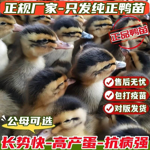 (10只装)麻鸭大种番鸭青头鸭水鸭旱鸭肉鸭土鸭【宠物鸭】7