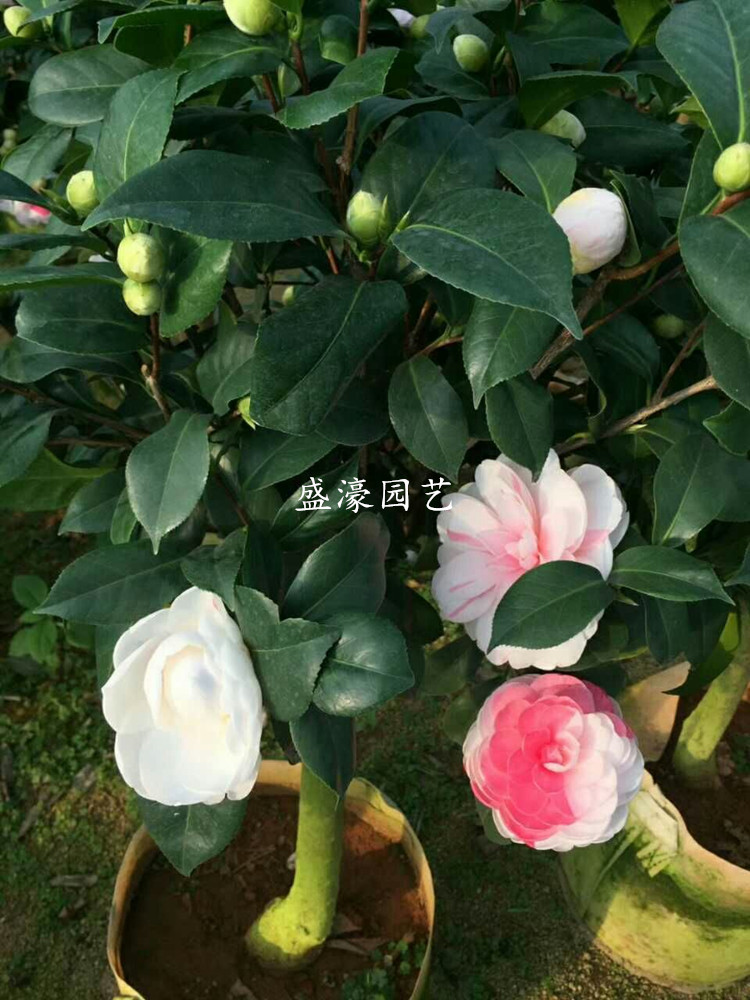 七仙女名贵茶花带苞 五色芙蓉一树多色小苗盆栽室内庭院正品包邮
