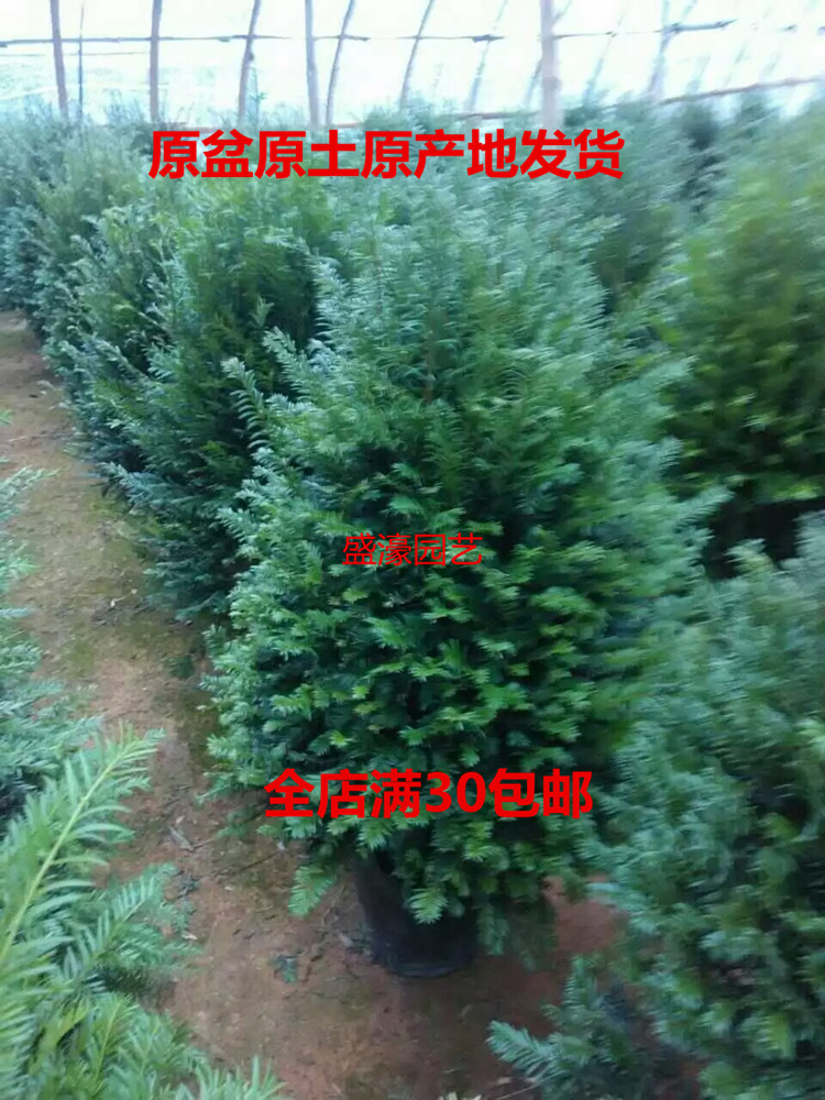 正宗南方红豆杉树苗原生盆盆景冬季室外耐寒吸甲醛防辐射绿植包邮