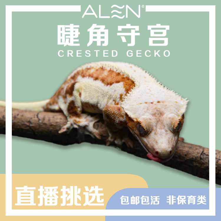 活体r属睫角盖勾亚魔物守宫人工繁殖入门级爬宠虫蜥蜴宠物非保育