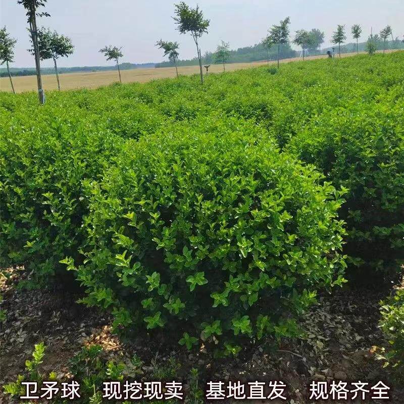 卫矛树苗工程园林绿化小苗胶东卫矛球庭院别墅围墙绿篱耐寒大叶苗