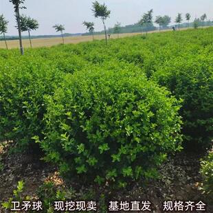 卫矛树苗工程园林绿化小苗胶东卫矛球庭院别墅围墙绿篱耐寒大叶苗