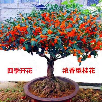 桂花树室内外金桂盆栽庭院浓香型花卉四季开花盆景丹桂绿植