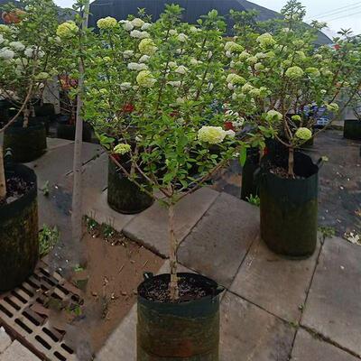 中华木绣球大花斗球树苗欧洲玫瑰名贵木本绣球花耐寒庭院观景树