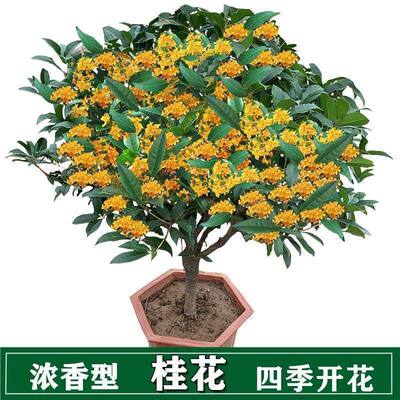 桂花盆栽四季桂沉香丹桂八月金桂浓香型庭院室内植物盆景