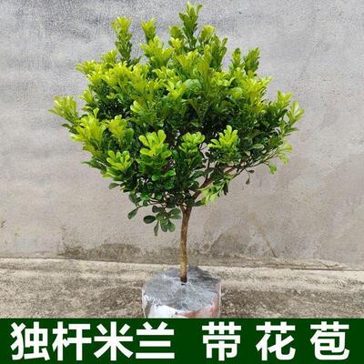 树形独杆米兰盆栽花苗四季好养的花开花不断室内香花植物美化空气