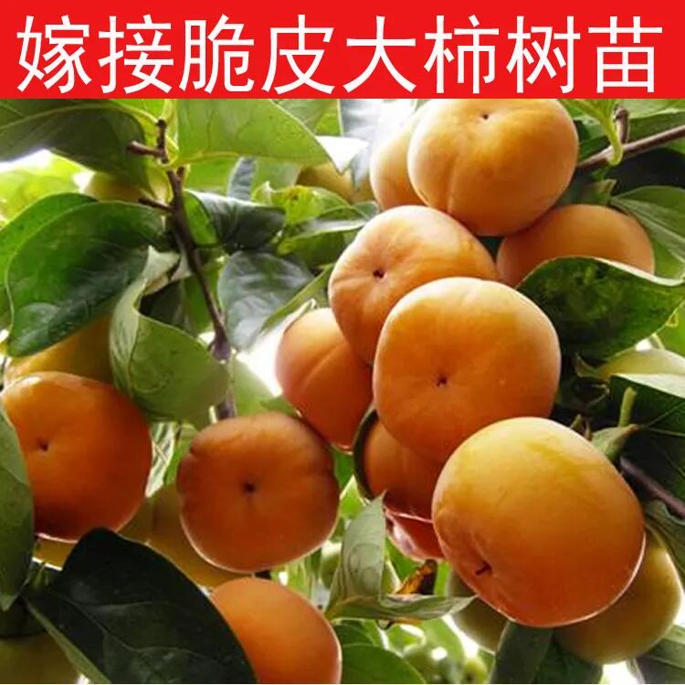 柿子树当年结果脆甜柿子嫁接盆栽