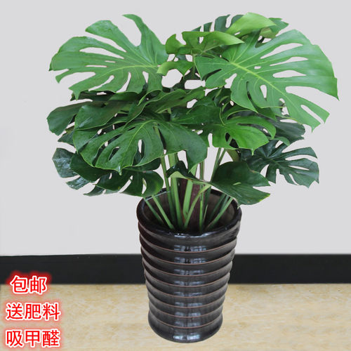 龟背竹盆栽 室内客厅办公室大型植物盆景 观叶绿植花卉苗 吸甲醛