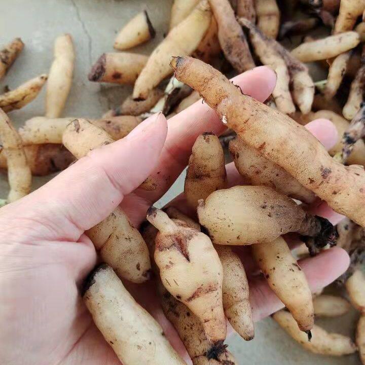 双肾草双肾草野生  双肾草   双肾果     滋补  壮大果阳   新鲜