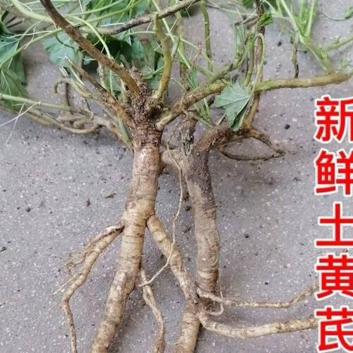 正宗高山土黄芪伏牛山圆