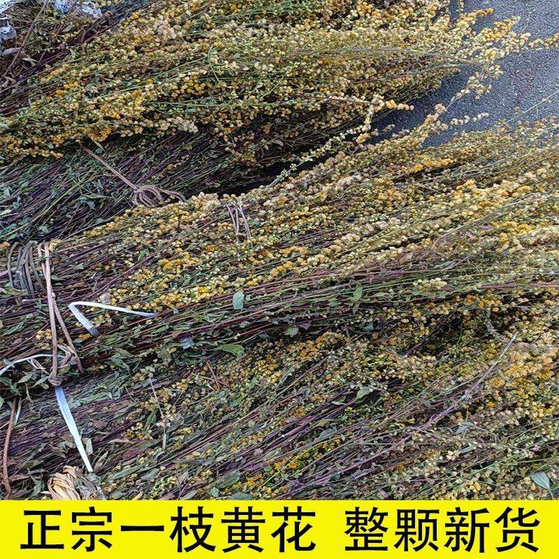 一枝黄花山区一枝黄花 中草药新鲜干货黄花草 中草药老虎尿草药材