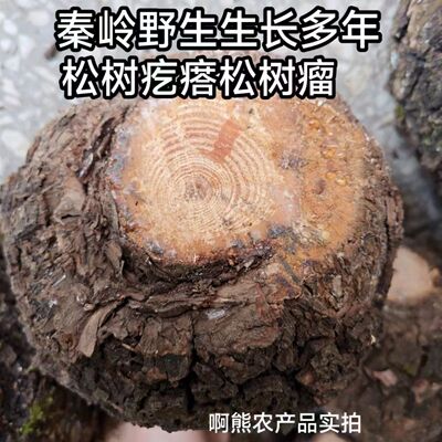 秦岭高山深山多年生长纯